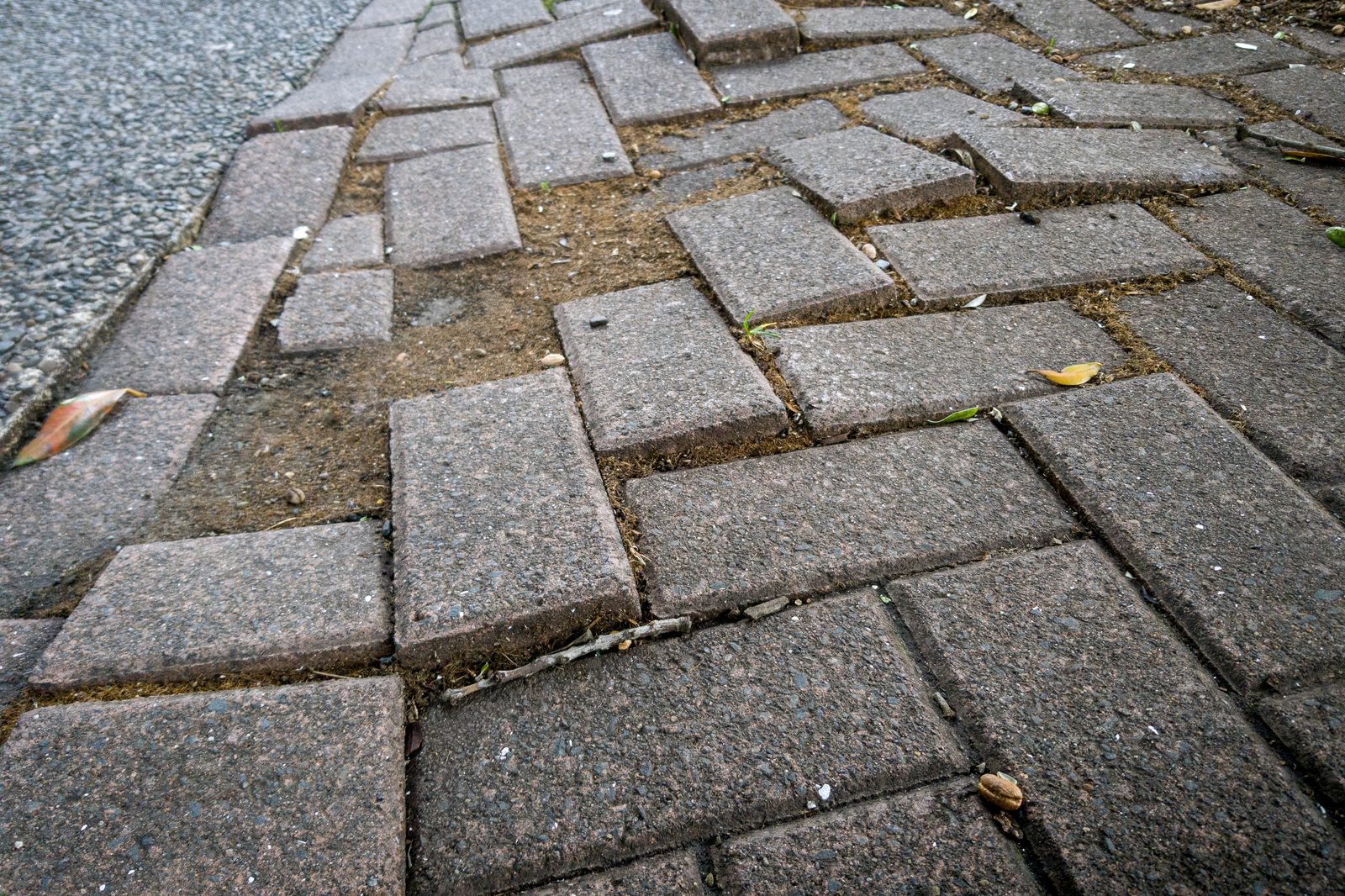 Brick sidewalk pavers heaved out of place, leaving raised edges across the walking surface